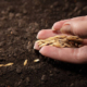 Sowing-seeds-460
